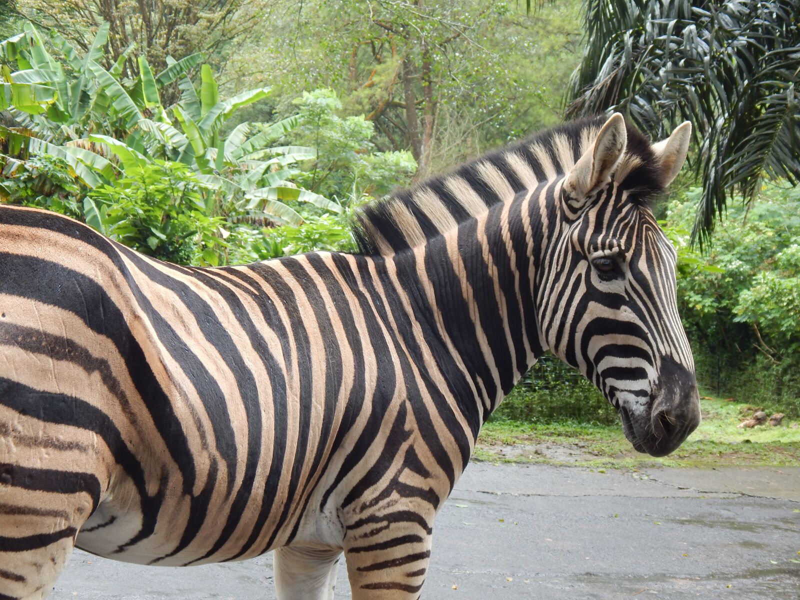 Nikon Coolpix L830 sample photo. Zebra, striped, mammal photography