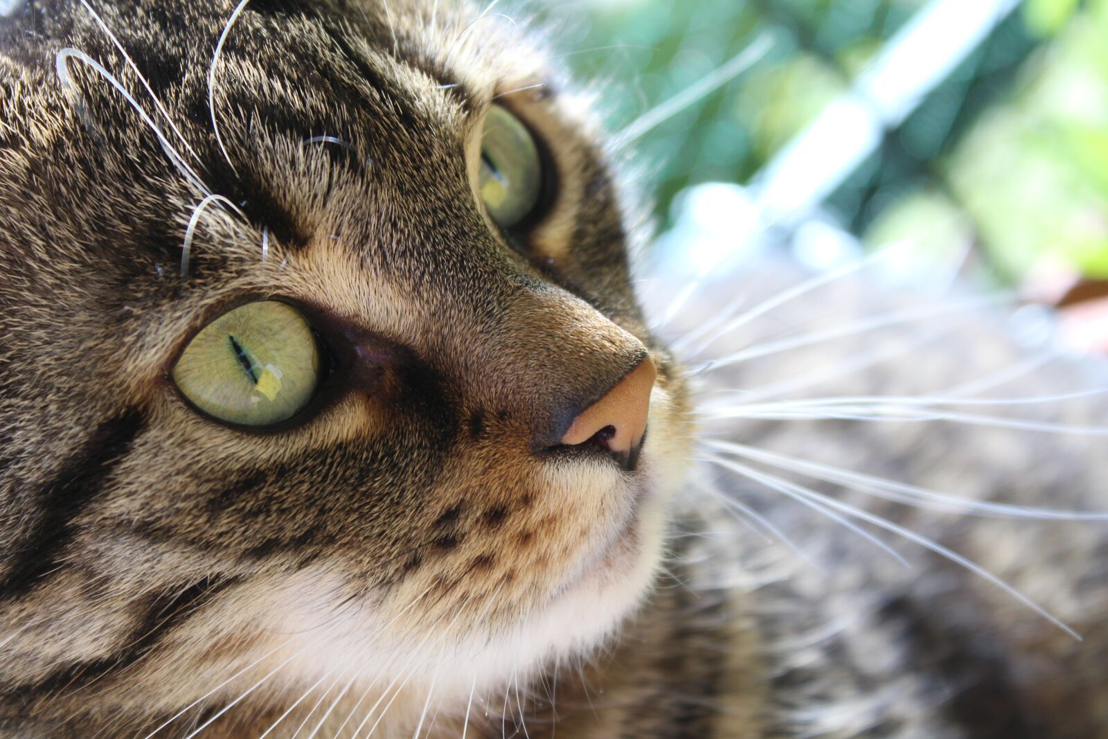 Canon EOS 1300D (EOS Rebel T6 / EOS Kiss X80) sample photo. Cat, mieze, pet photography