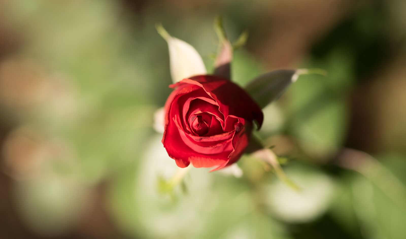 Nikon D750 sample photo. Rose, flower, plant photography