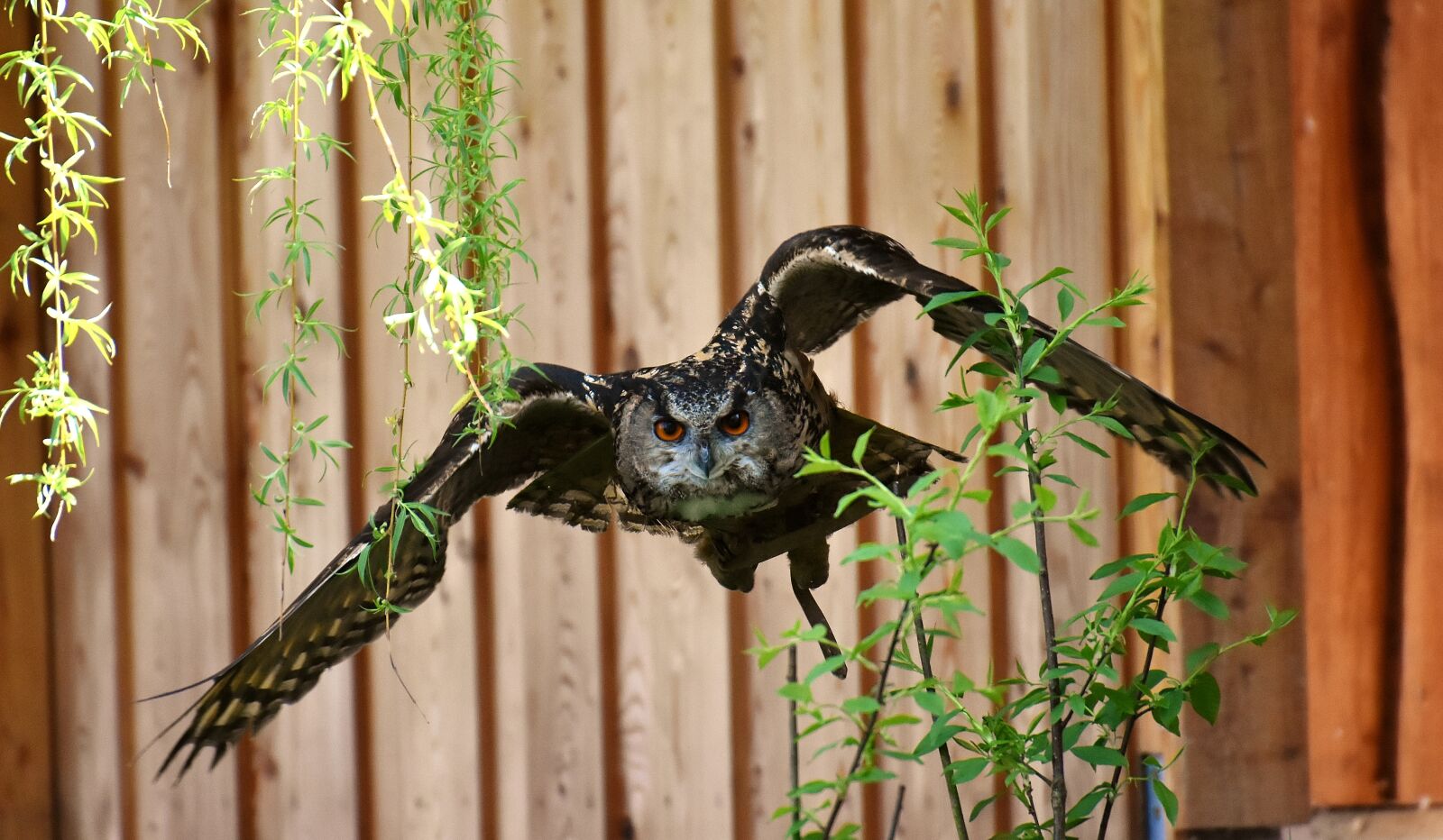 Nikon D7200 sample photo. Owl, bird, feather photography