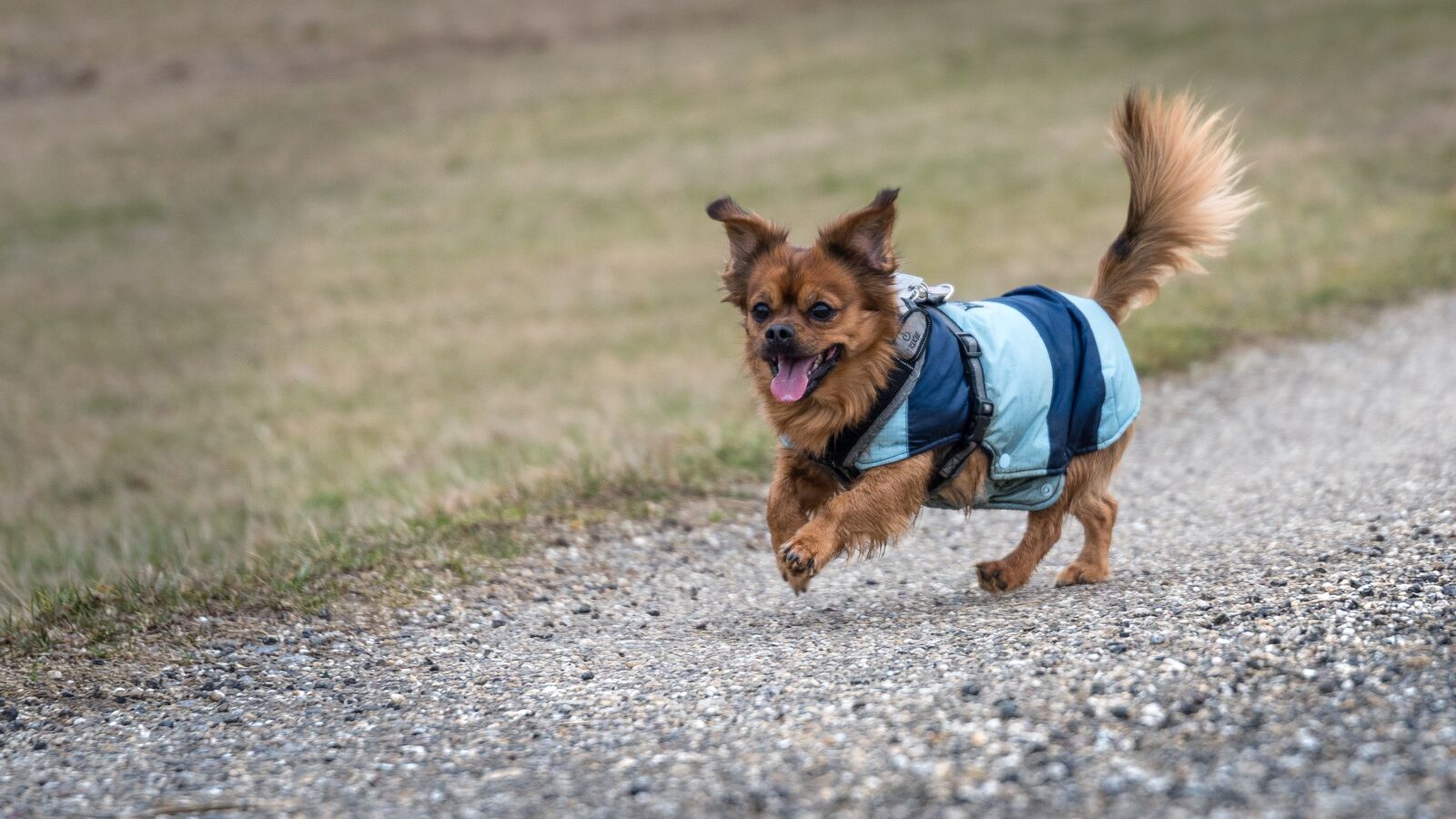Nikon D750 sample photo. Small dog, play, race photography