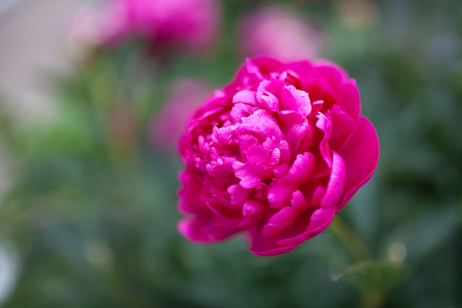Canon EOS 5D Mark II sample photo. Peony, flower, pink photography