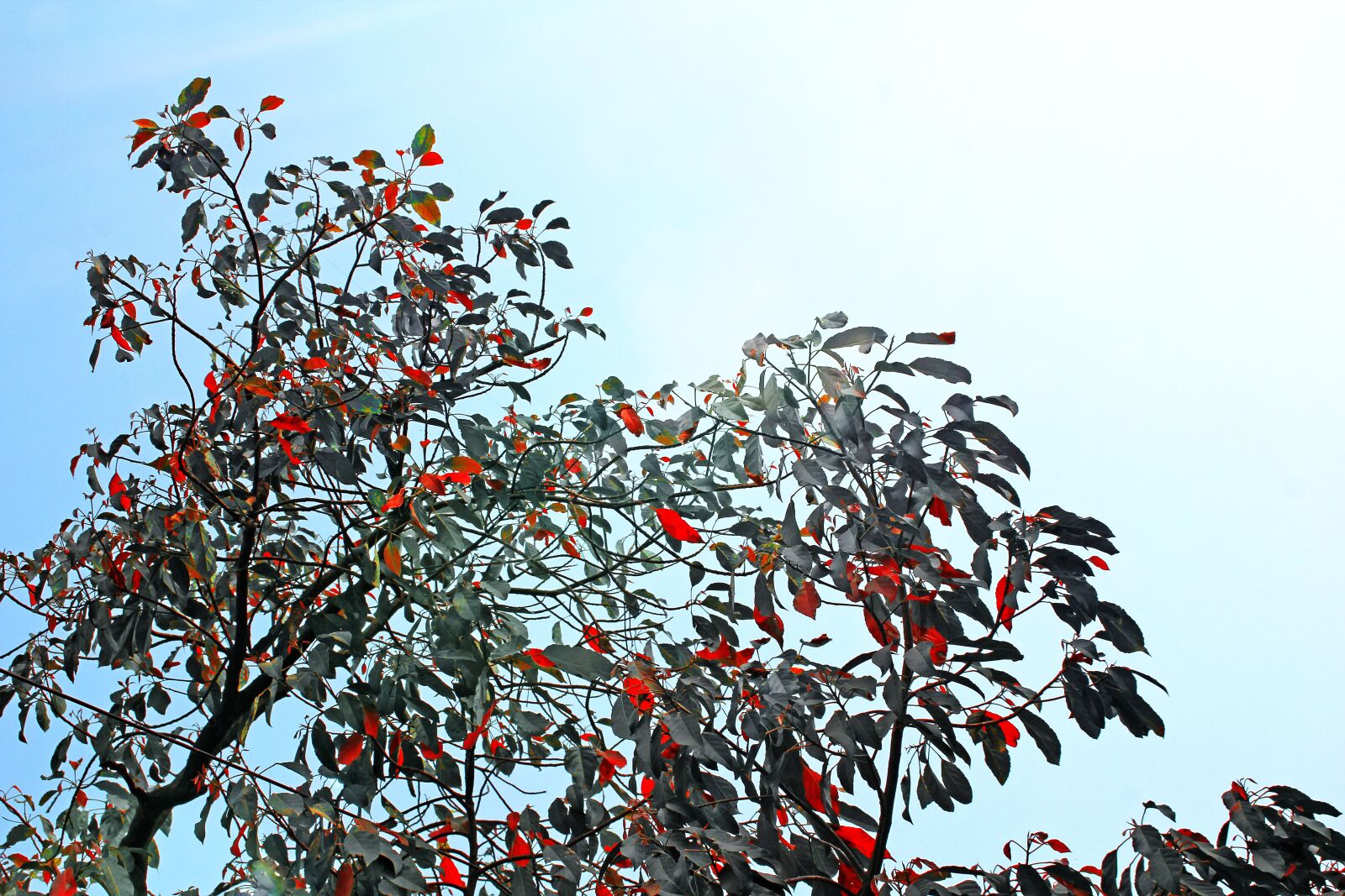 Canon EOS 60D sample photo. Leaf, nature, green photography