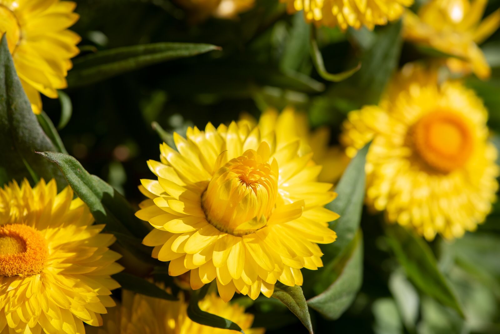 Nikon D750 sample photo. Straw flowers, yellow, flowers photography