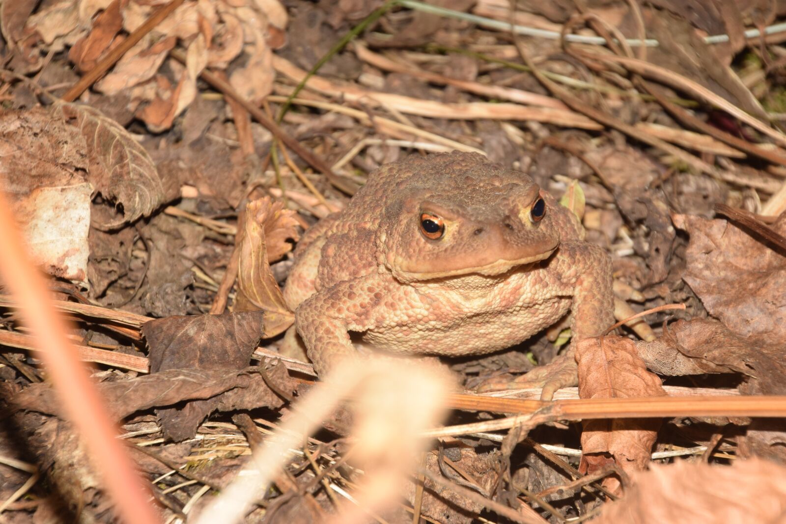 Nikon D5300 sample photo. Toad, leaves, nature photography