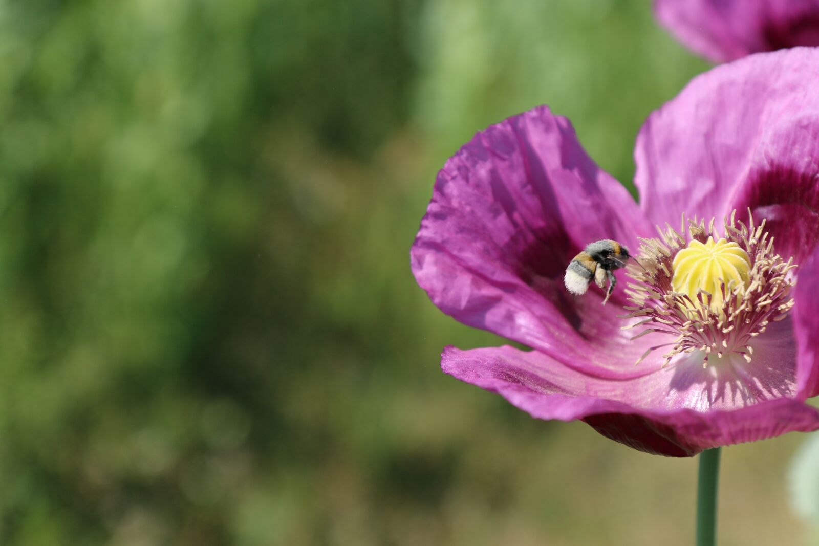 Canon EOS 70D sample photo. Poppy, pink, papaver somniferum photography