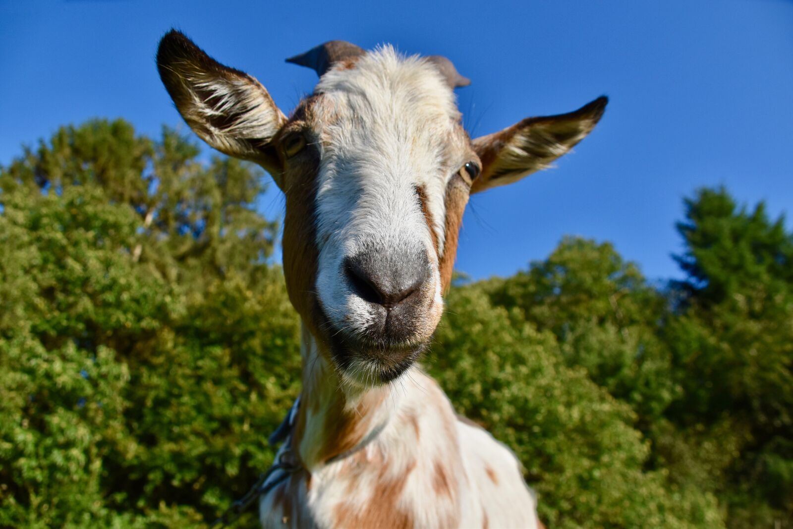 Nikon D5600 sample photo. Goat, ruminant, domestic goat photography