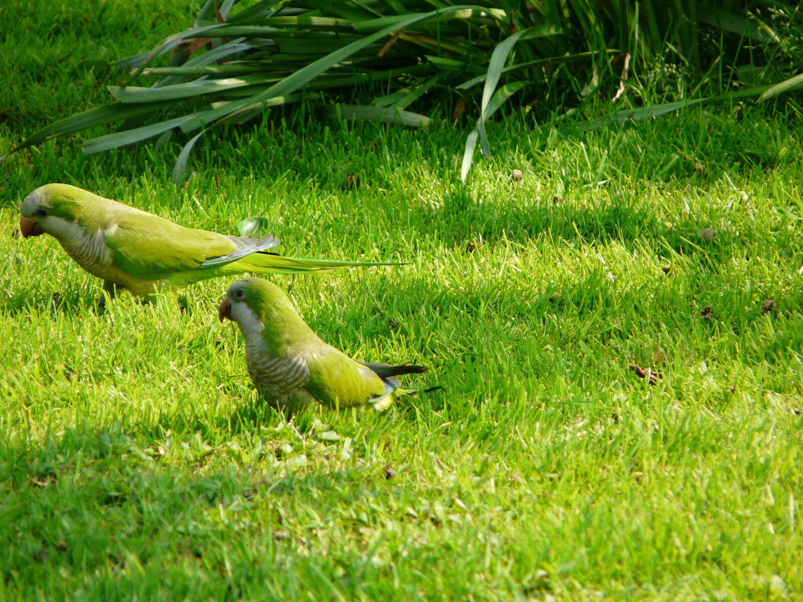 Panasonic DMC-FZ18 sample photo. Parakeets, green, grass photography
