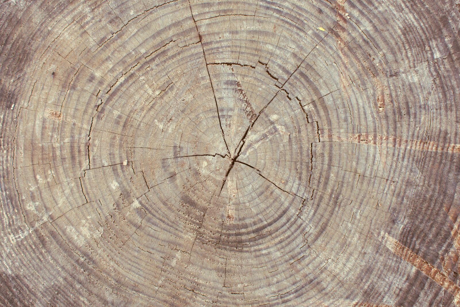 Nikon D7200 sample photo. Tree, slice of wood photography