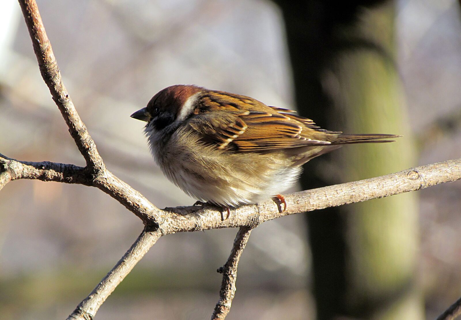 Canon PowerShot SX30 IS sample photo. Birds, sparrow, house sparrow photography