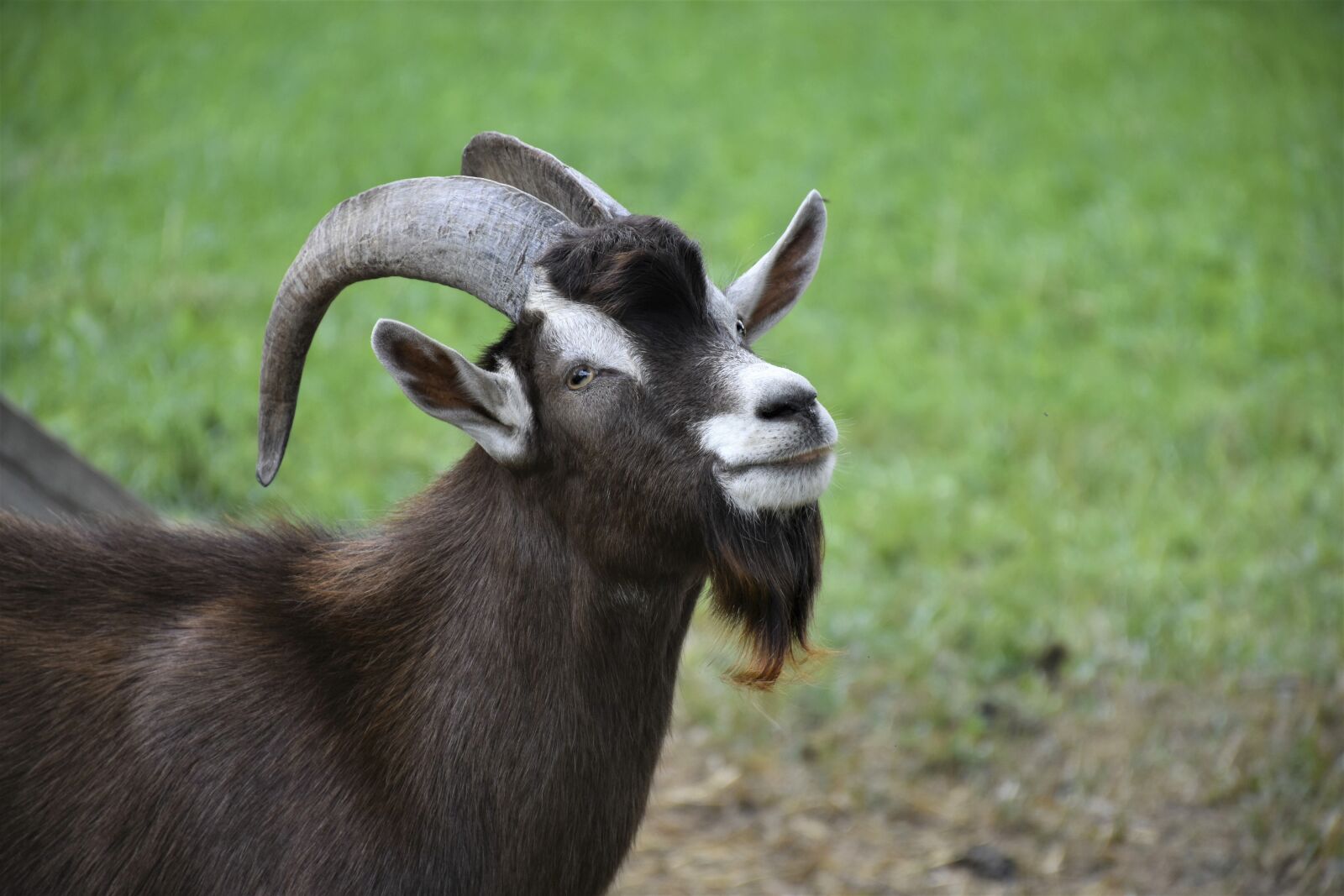 Nikon D7200 sample photo. Goat, billy goat, horns photography