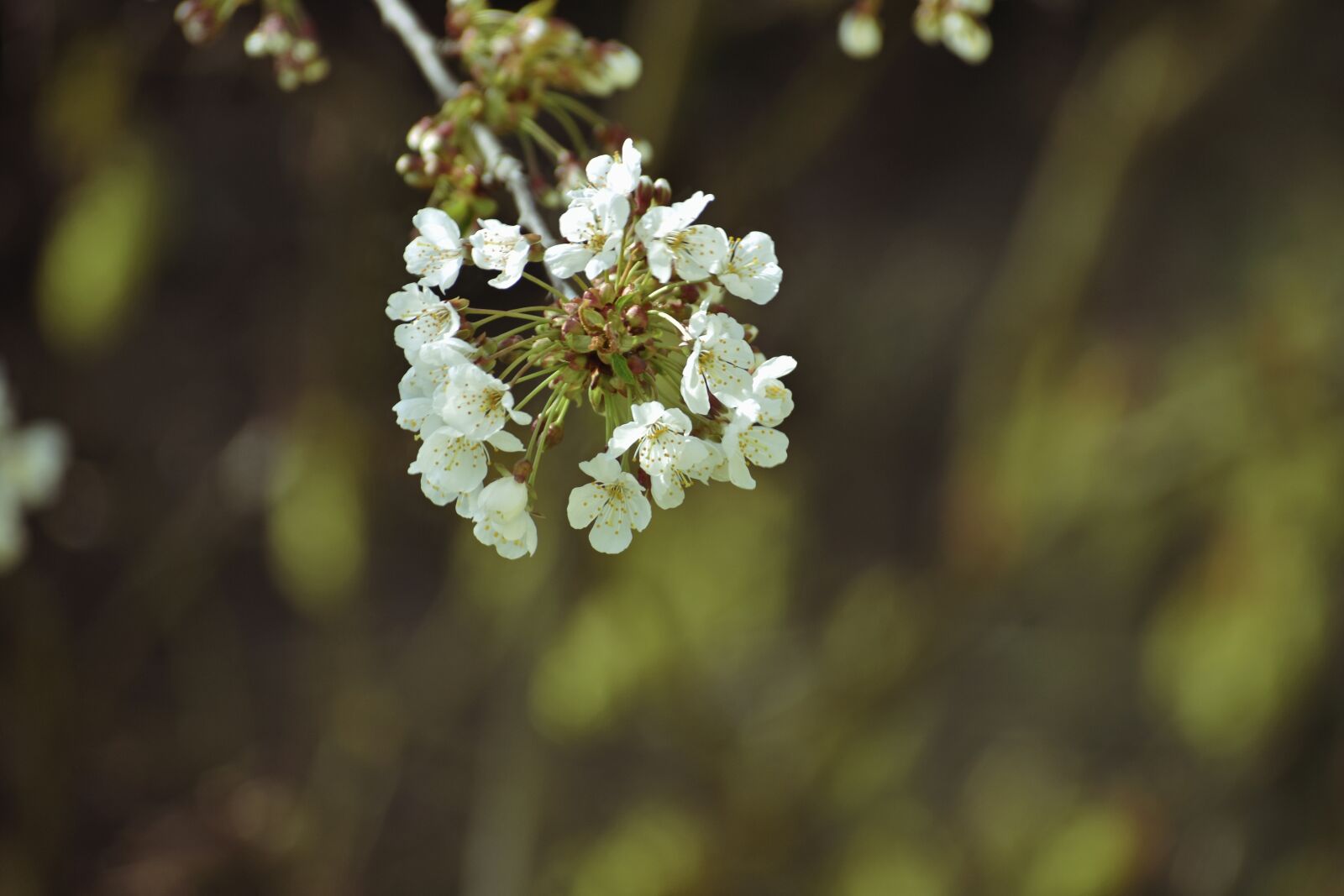 Nikon D3400 sample photo. Flower, blossom, spring photography