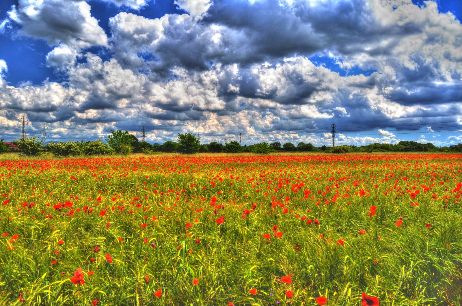Nikon D5100 sample photo. Poppies, clouds, sky photography