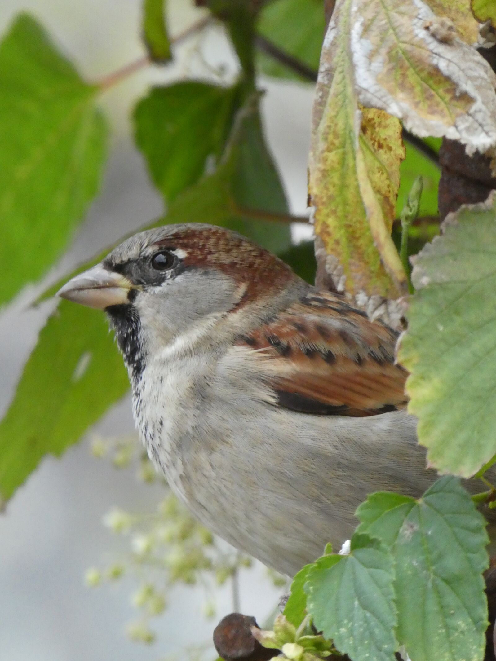 Panasonic DMC-TZ81 sample photo. Sparrow, bird, nature photography