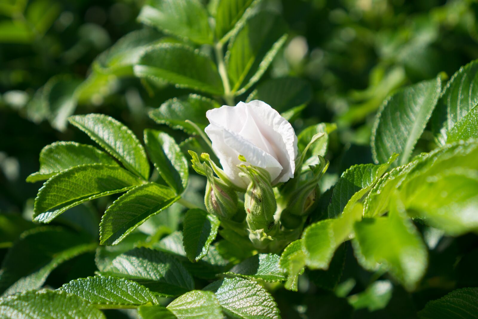 Sony a6000 + Sony E 35mm F1.8 OSS sample photo. Rose, rose bush, bud photography