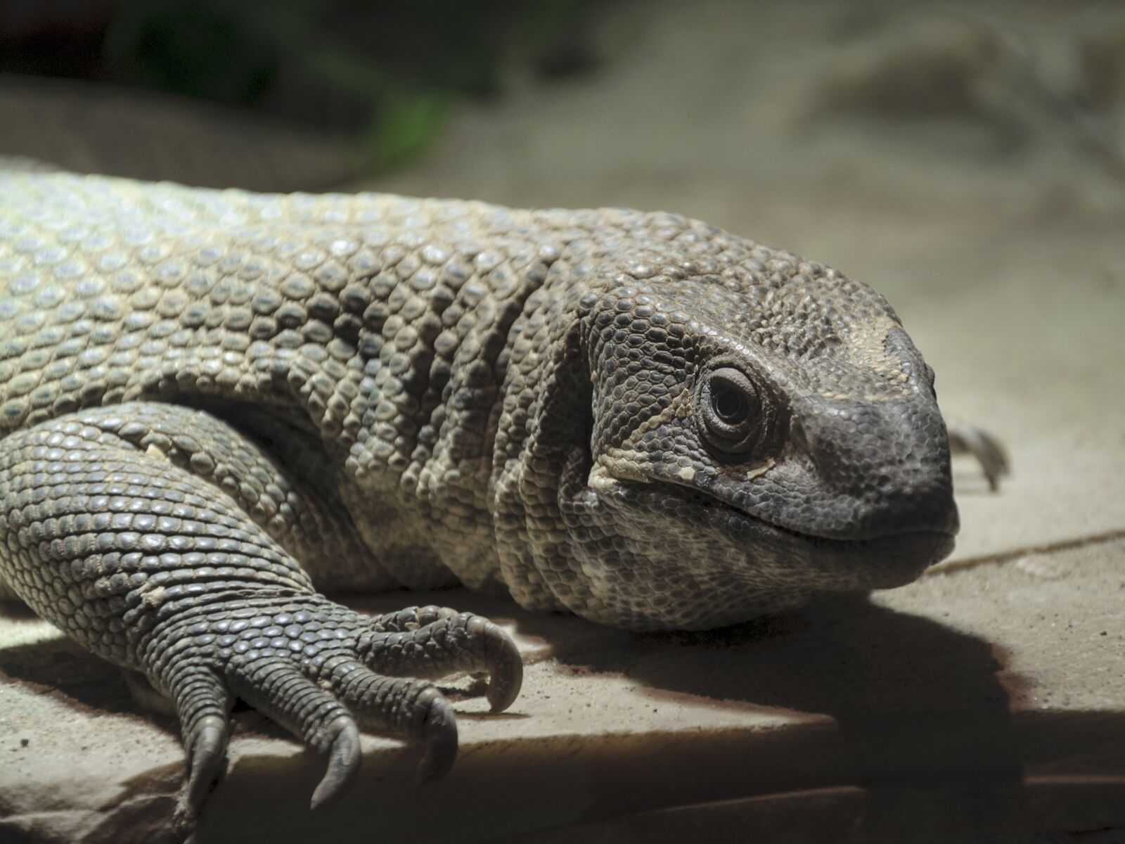 Nikon D5000 sample photo. Bearded dragon, lizard, reptile photography
