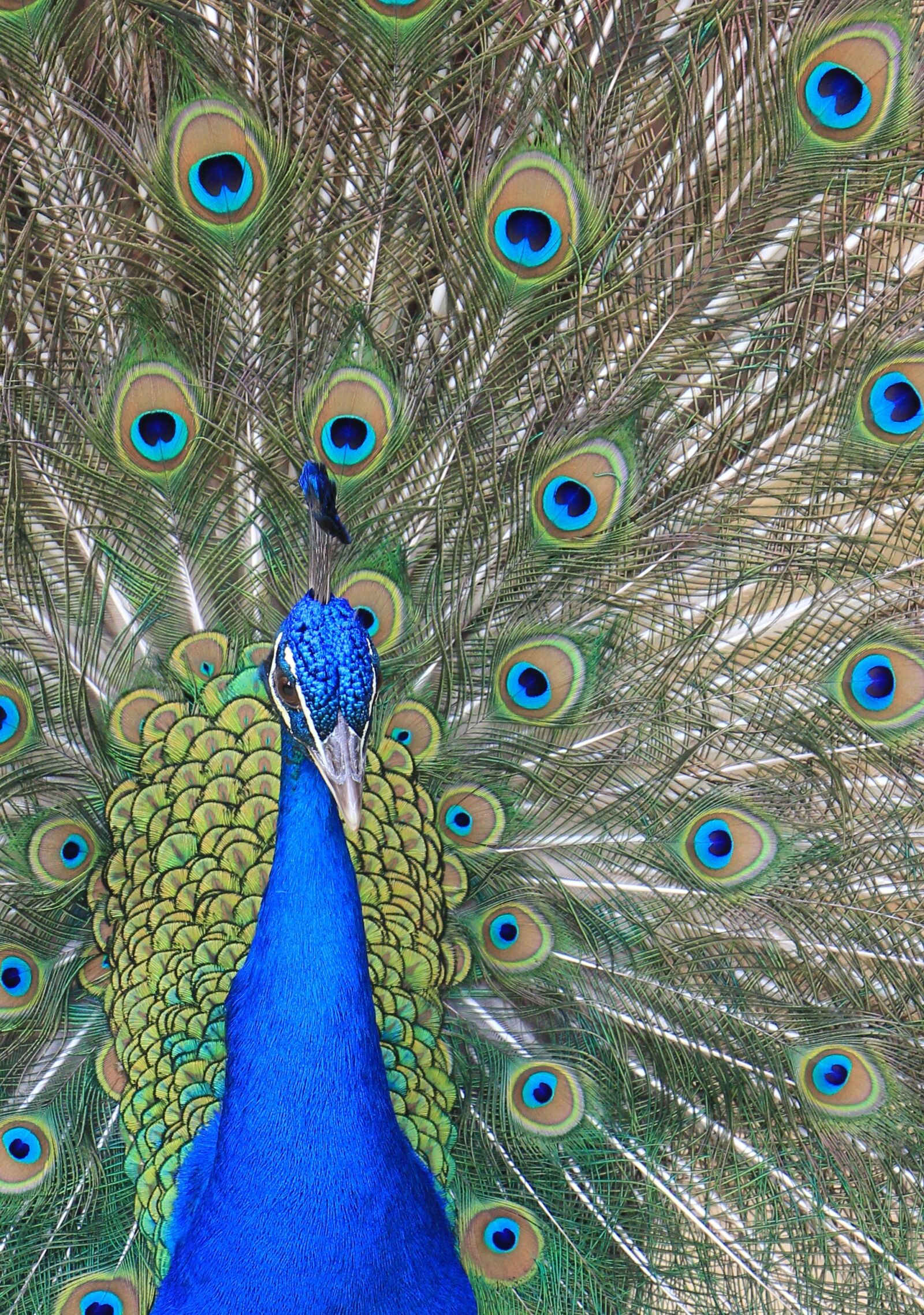 Canon EOS 550D (EOS Rebel T2i / EOS Kiss X4) sample photo. Peacock, feather, bird photography