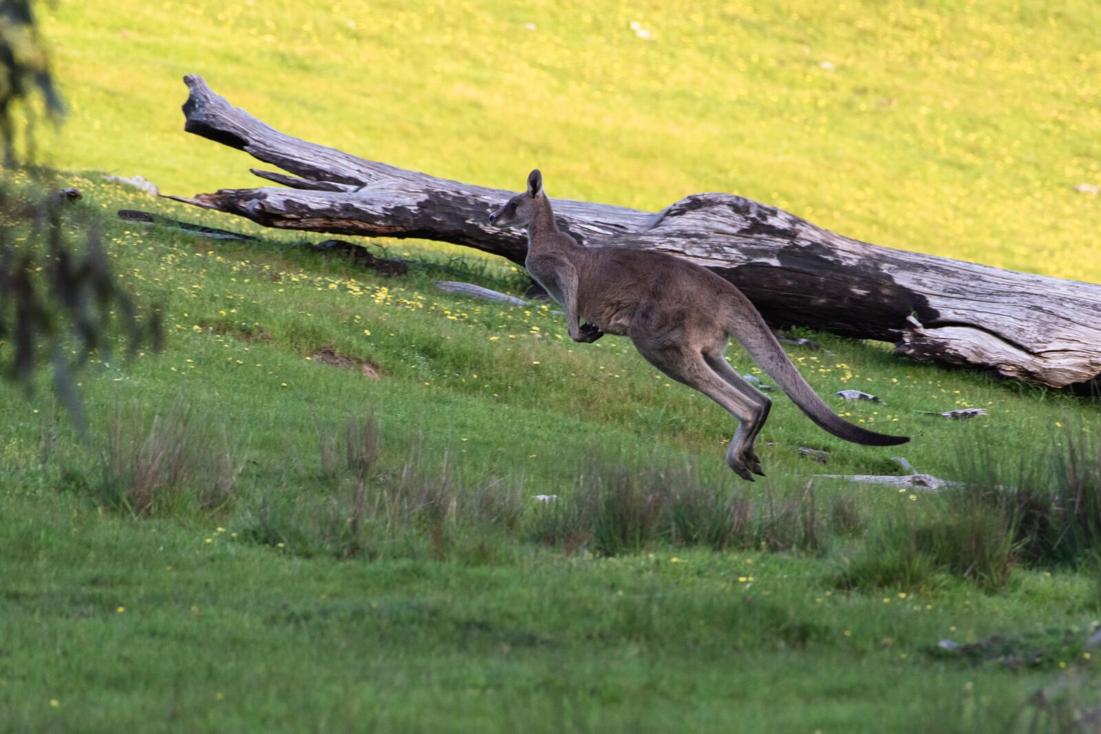 Nikon D750 sample photo. Kangaroo, eastern grey, marsupial photography