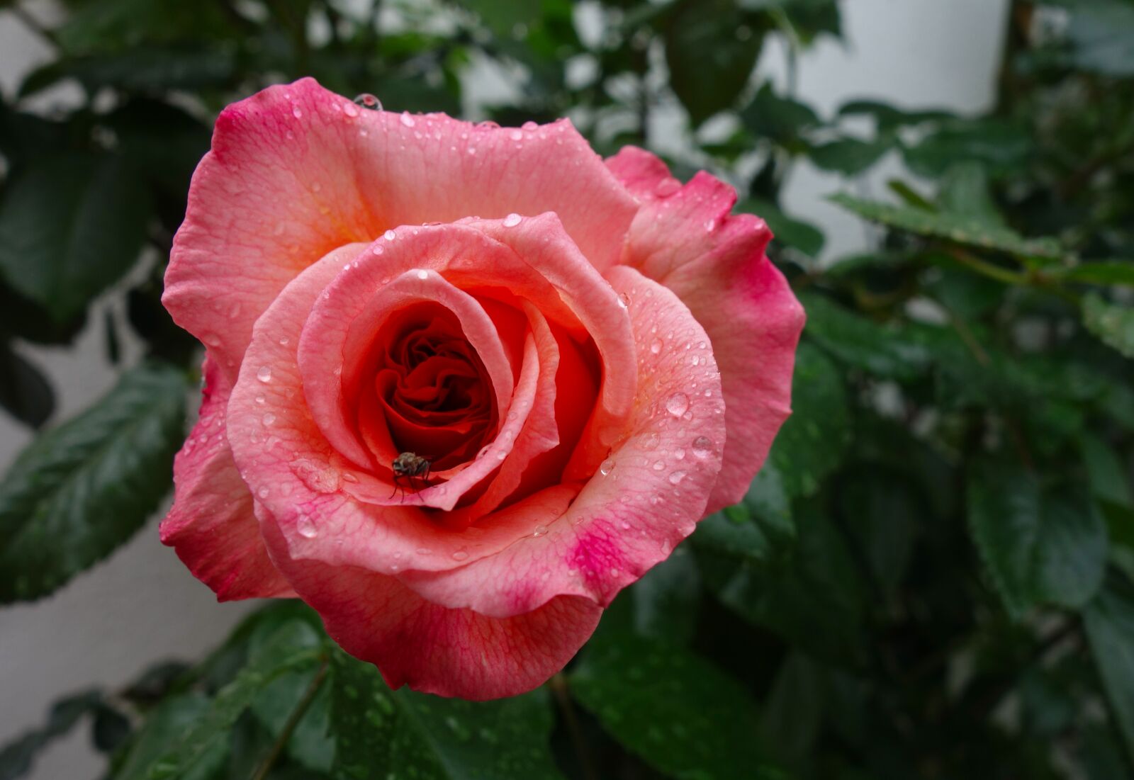 Sony Cyber-shot DSC-RX100 sample photo. Rose, flower, blossom photography