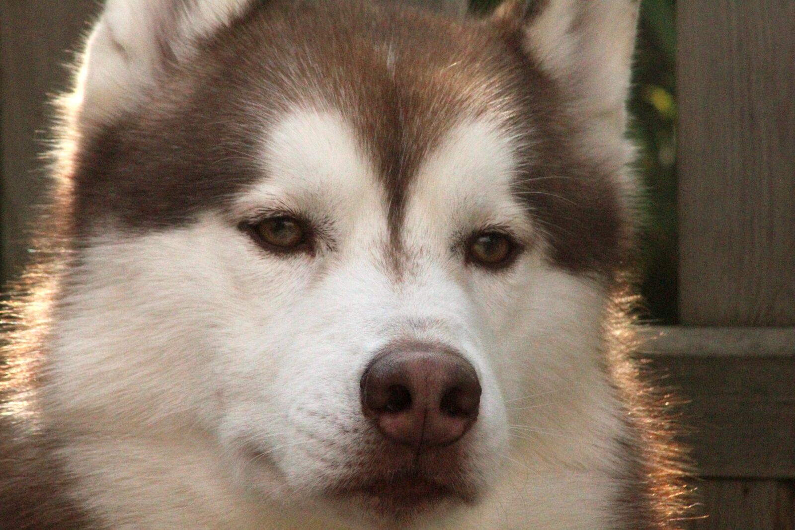 Canon EOS 4000D (EOS Rebel T100 / EOS 3000D) sample photo. Dog, dog eye, pet photography