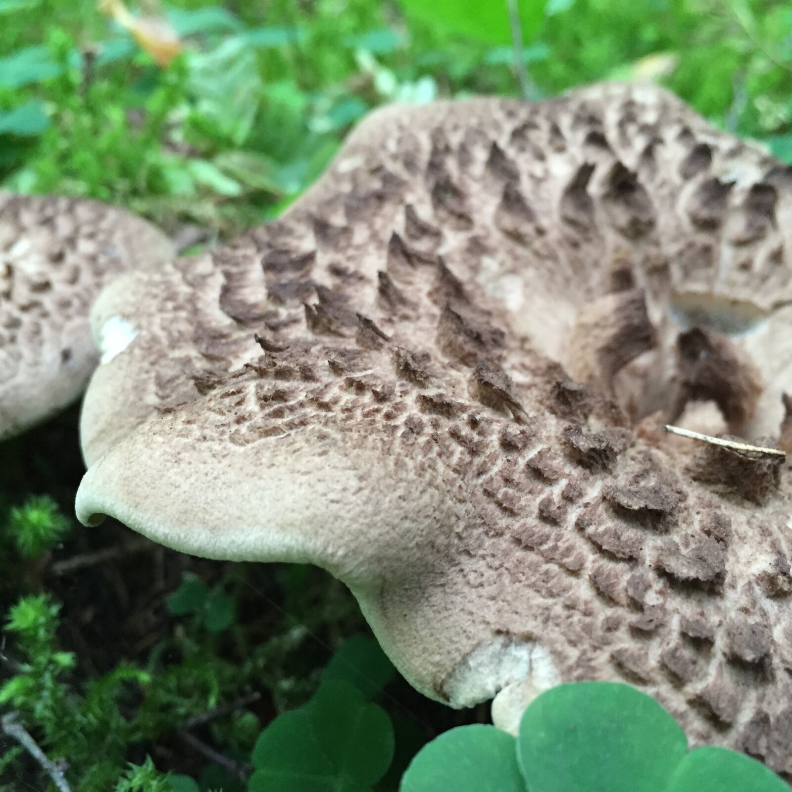Apple iPhone 6 sample photo. Mushroom, scaly, mark photography