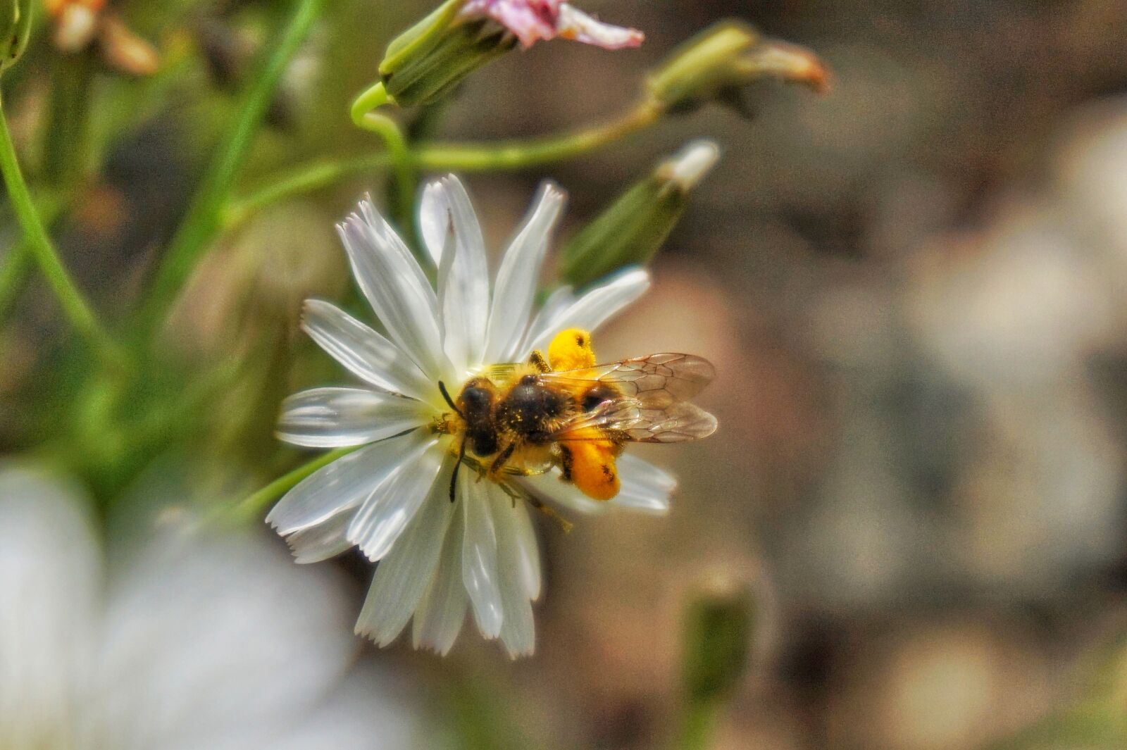 Sony Alpha a5000 (ILCE 5000) sample photo. Bee, insects, white flower photography