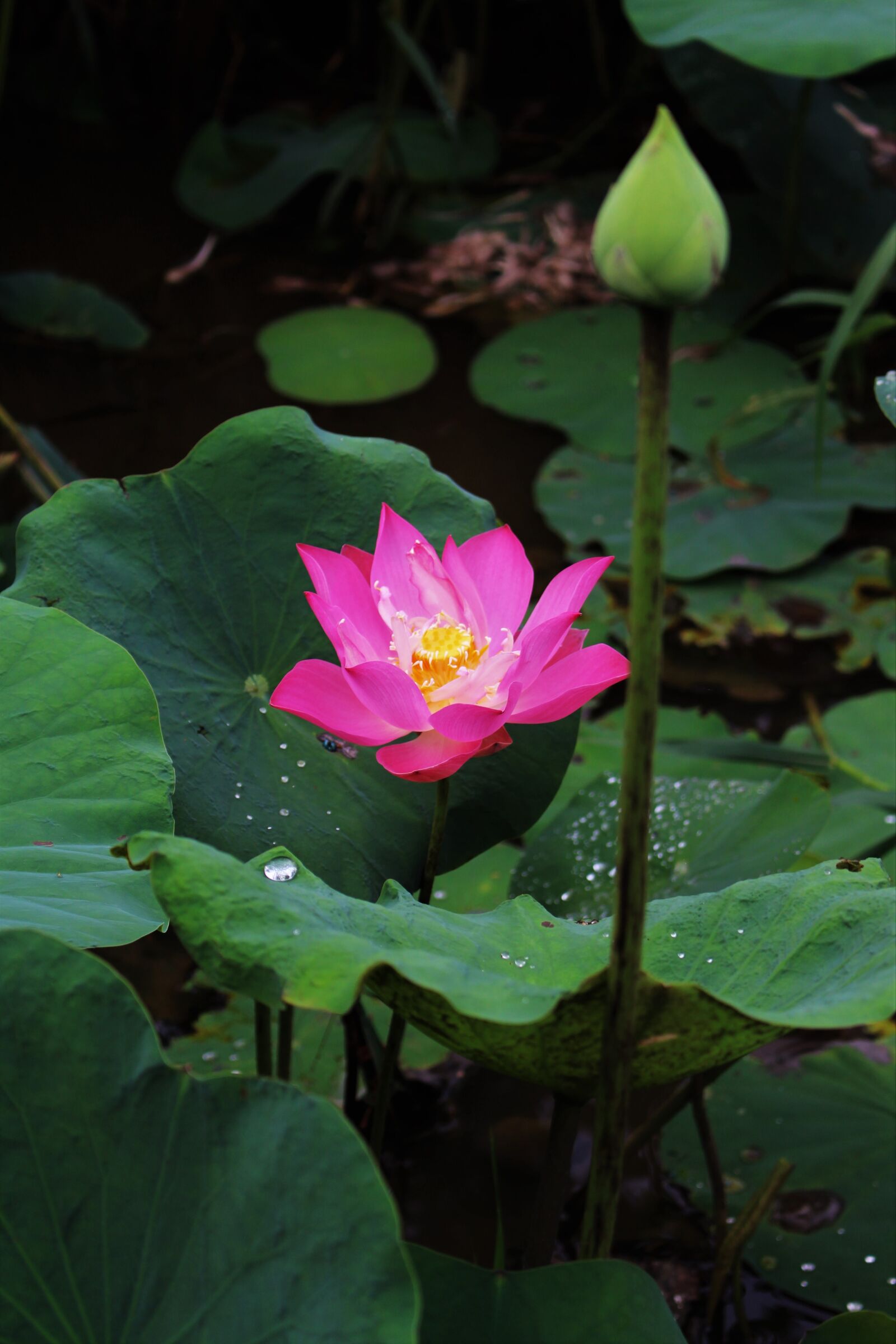 Canon EOS 700D (EOS Rebel T5i / EOS Kiss X7i) + Canon EF-S 18-55mm F3.5-5.6 IS STM sample photo. Lotus, pink, blossom photography