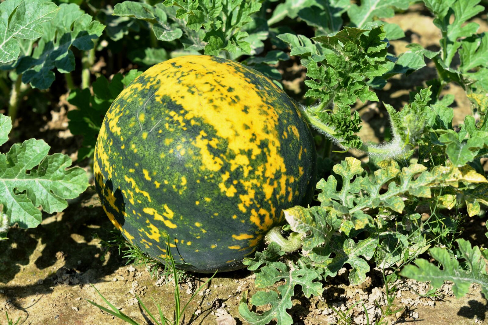 Nikon D5200 sample photo. Watermelon, garden, the cultivation photography