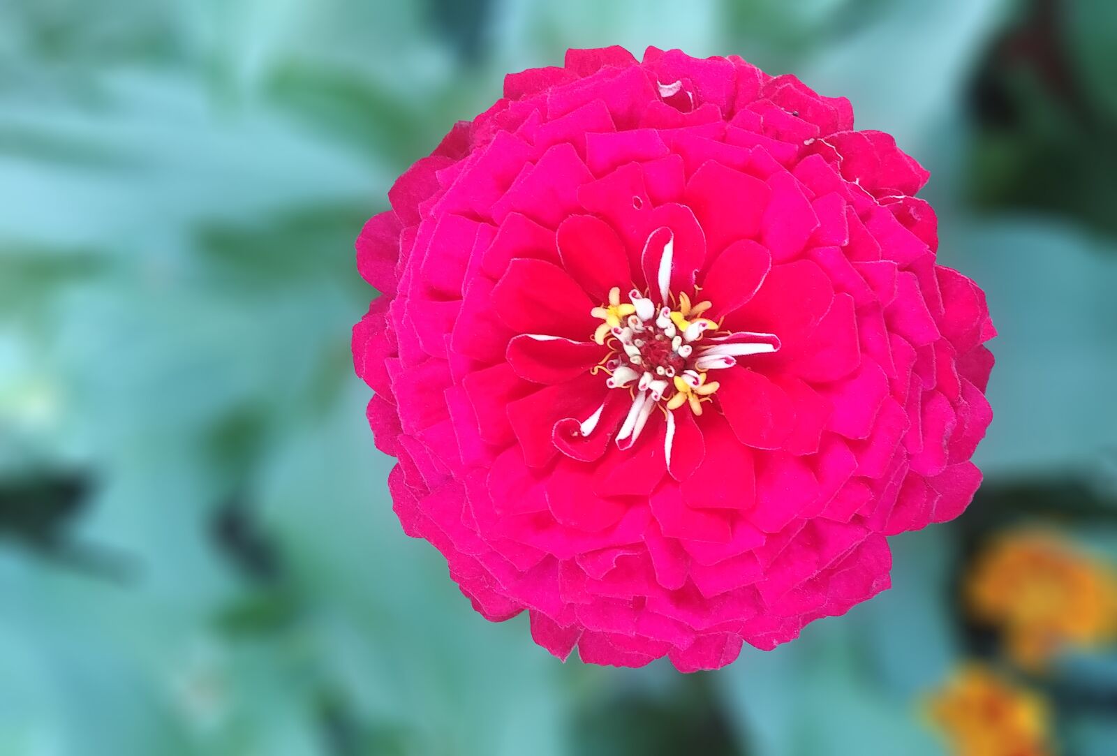 LG G6 sample photo. Crape myrtle, red flower photography