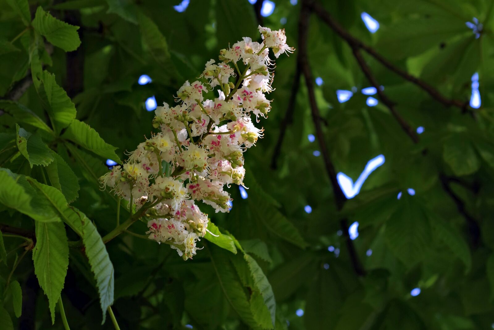 Pentax K-S2 sample photo. Chestnut, blooms, flower photography
