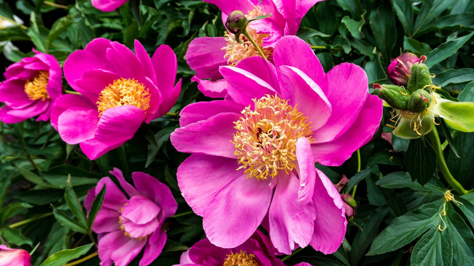 Sony Alpha a5000 (ILCE 5000) sample photo. Flower, blossom, bloom photography