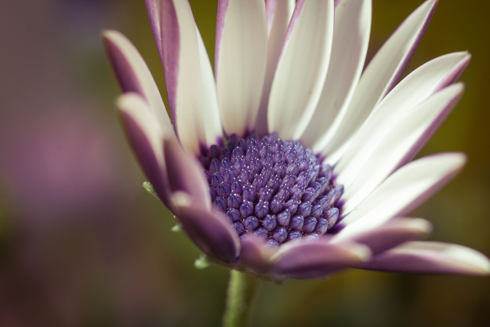 Canon EOS 70D + Canon EF 50mm F2.5 Macro sample photo. Macro, osteospermum ecklonis, cape photography