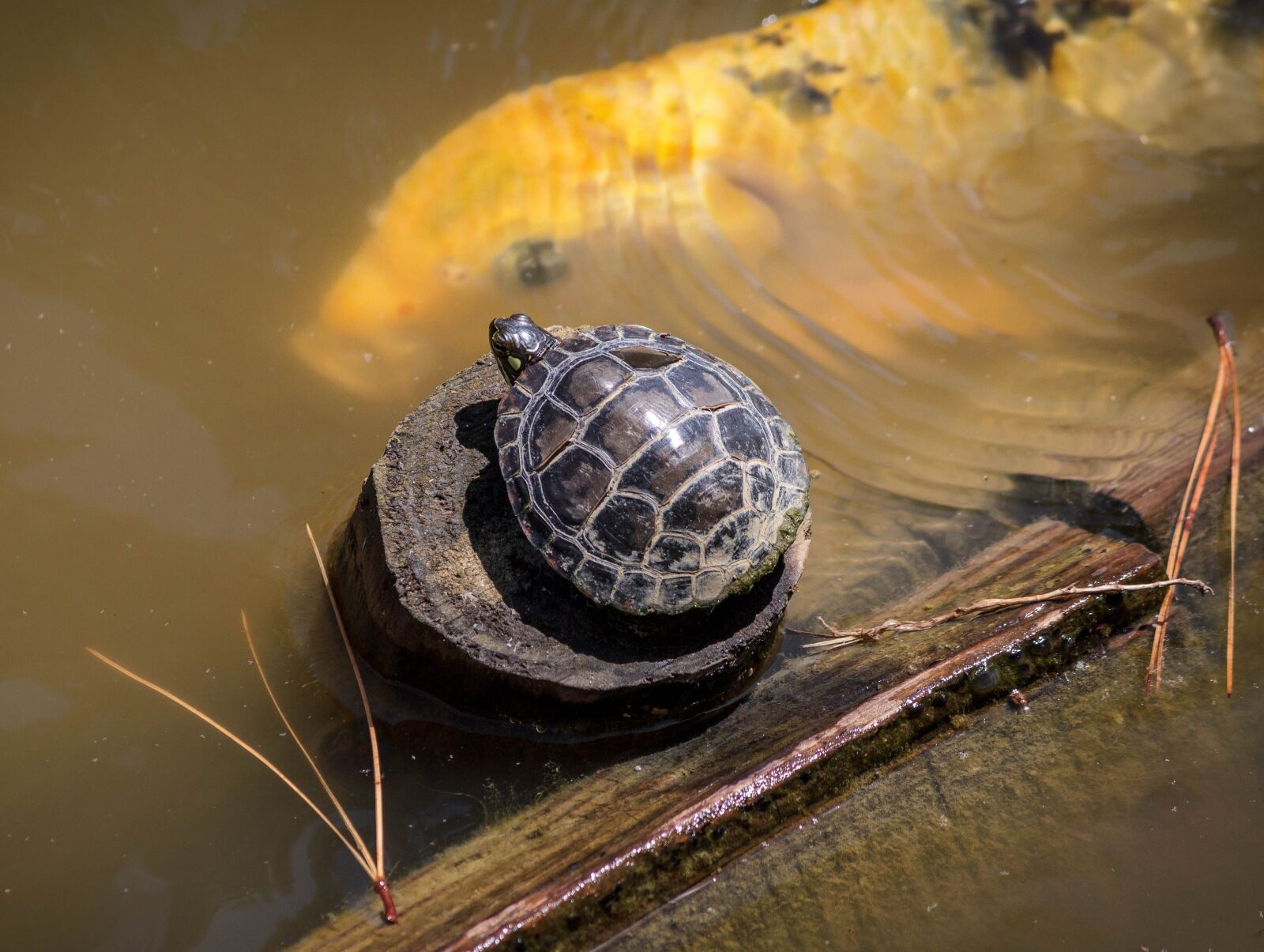 Canon EOS 600D (Rebel EOS T3i / EOS Kiss X5) sample photo. Baby turtle, small turtle photography
