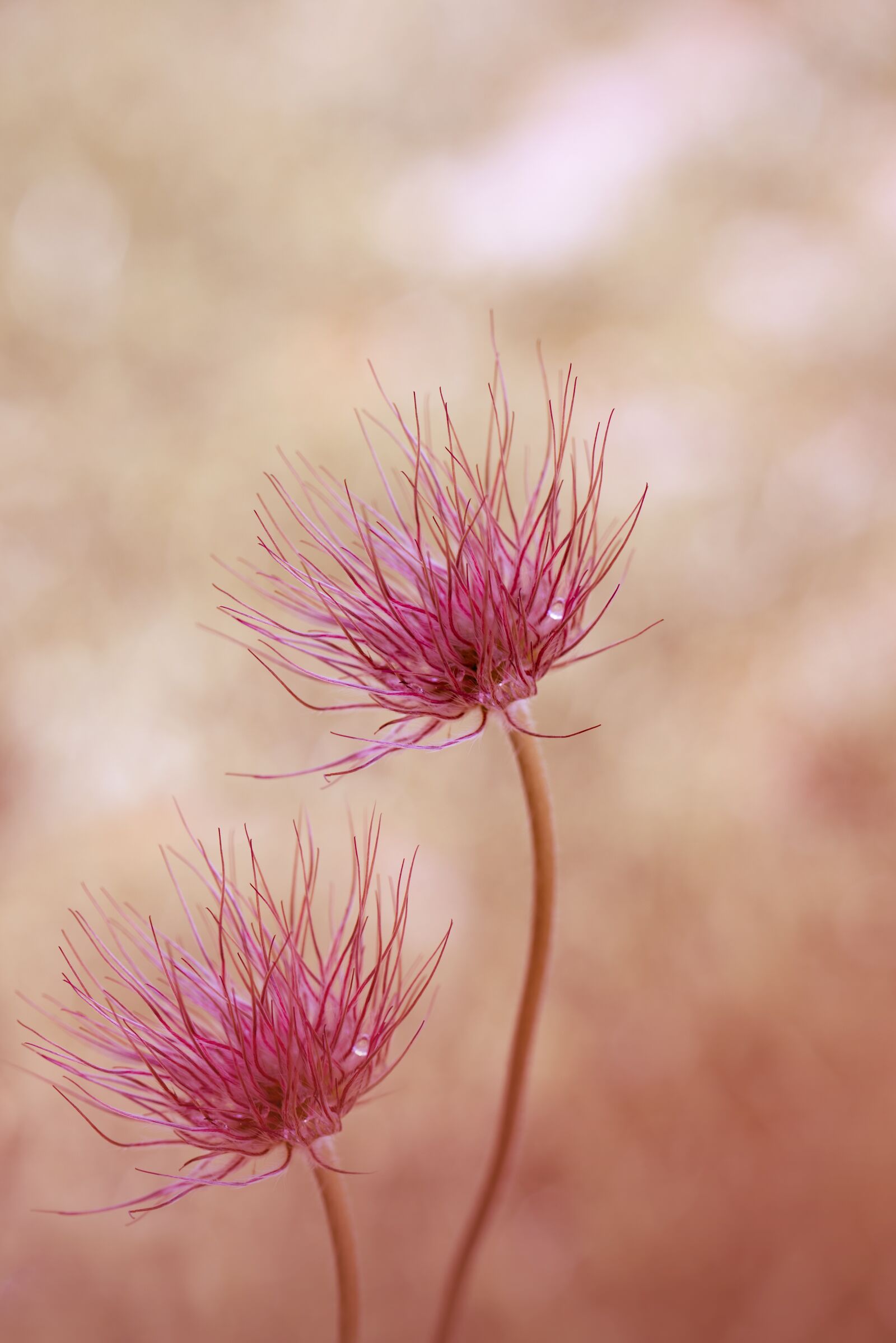 Nikon D750 sample photo. Common pasque flower, pulsatilla photography
