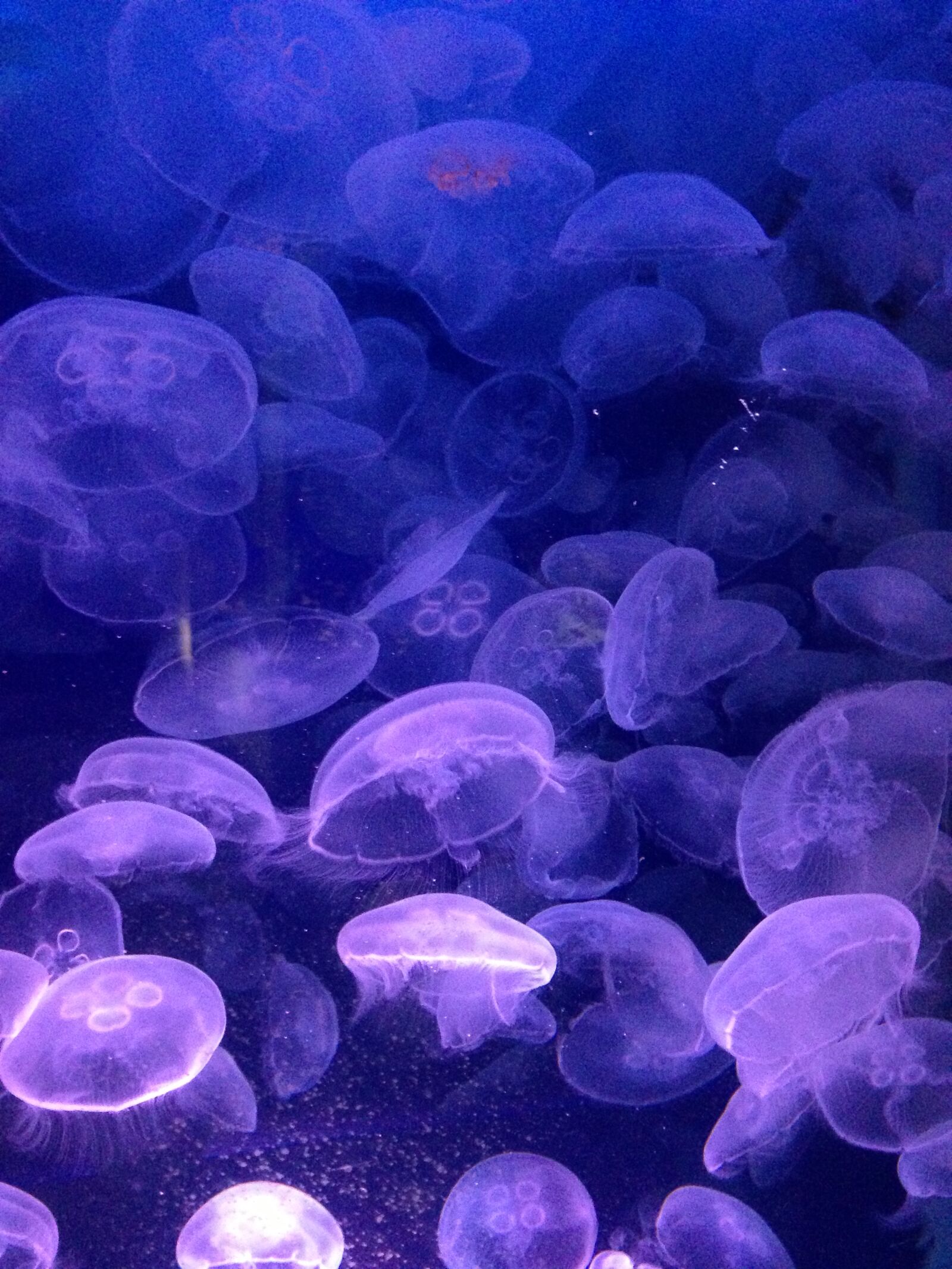Apple iPhone 5 sample photo. Jellyfishes, sea photography