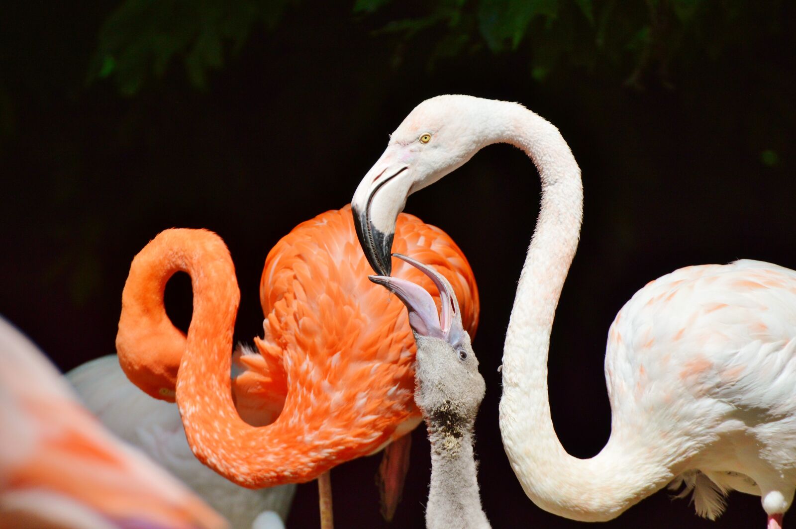 Nikon D3200 sample photo. Flamingo, bird, pink photography
