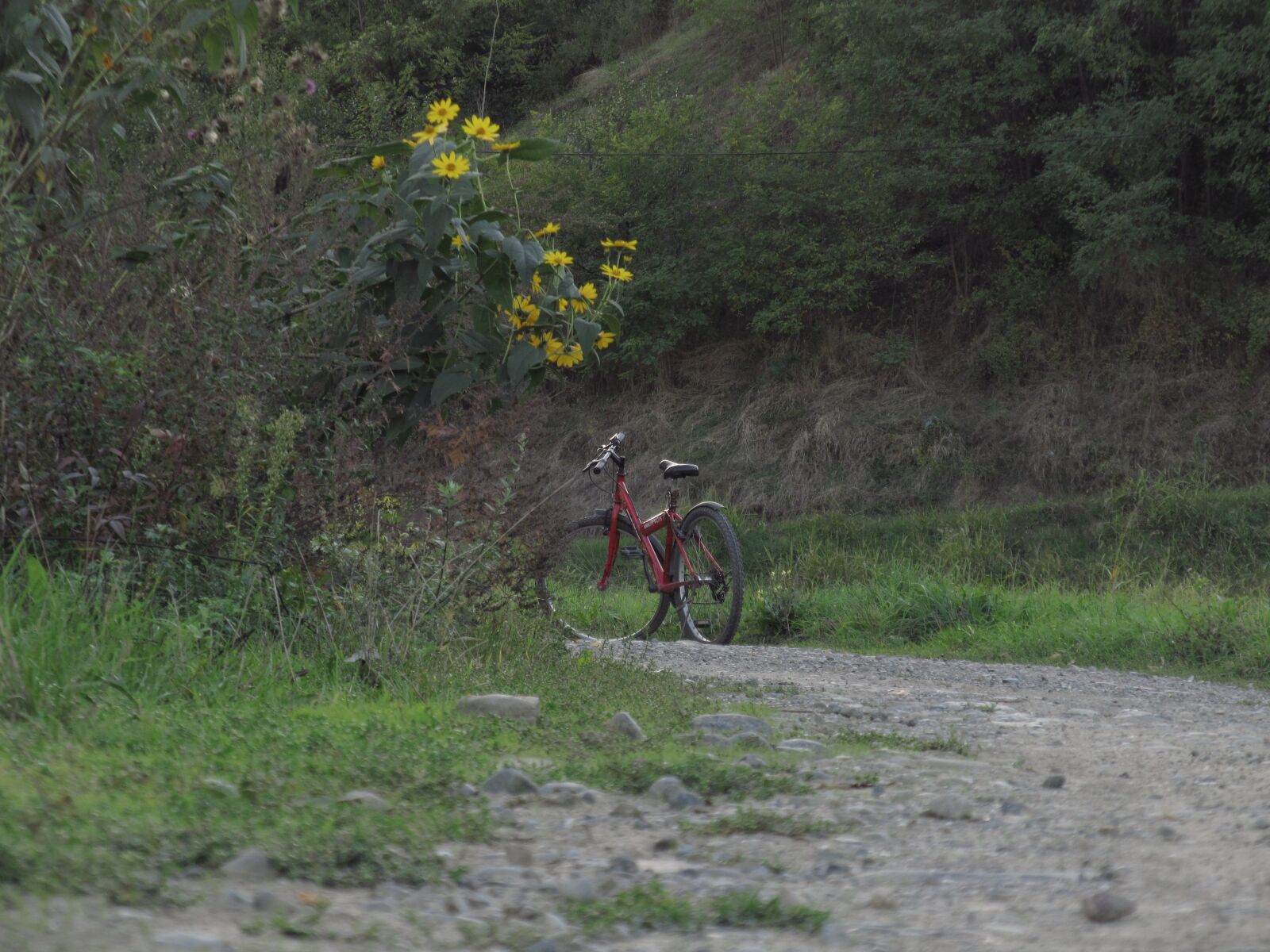 Canon PowerShot SX130 IS sample photo. Flowers, bicycle, road photography