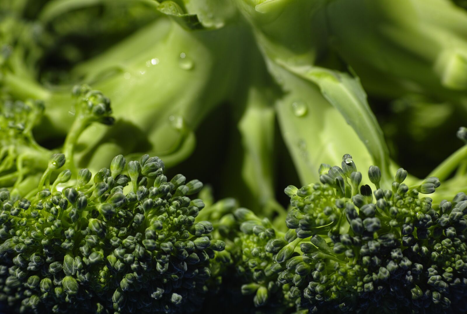 Sigma DP3 Merrill sample photo. Broccoli, organic, food photography