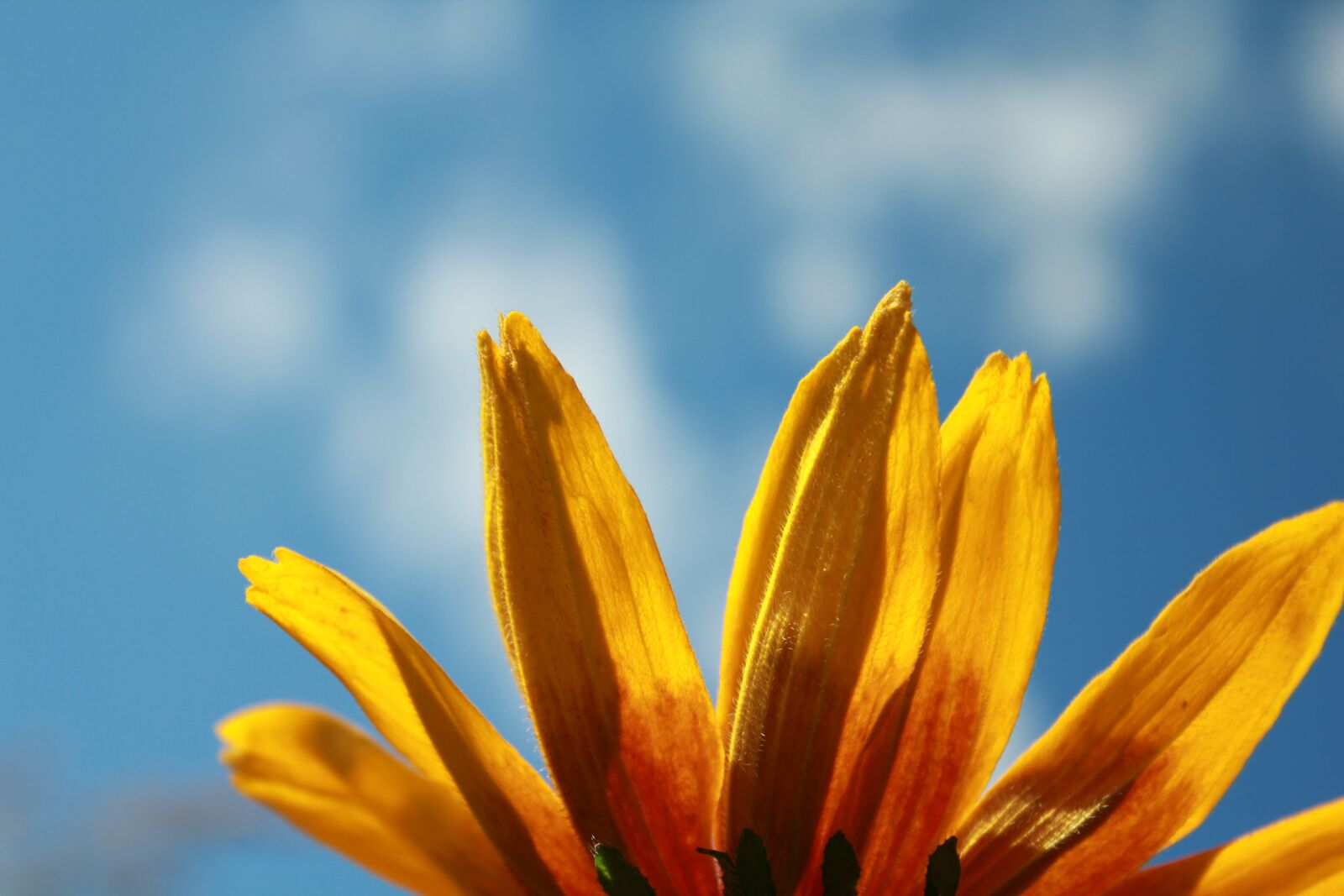 Canon EOS 550D (EOS Rebel T2i / EOS Kiss X4) sample photo. Flower, rudbeckia, flowers photography