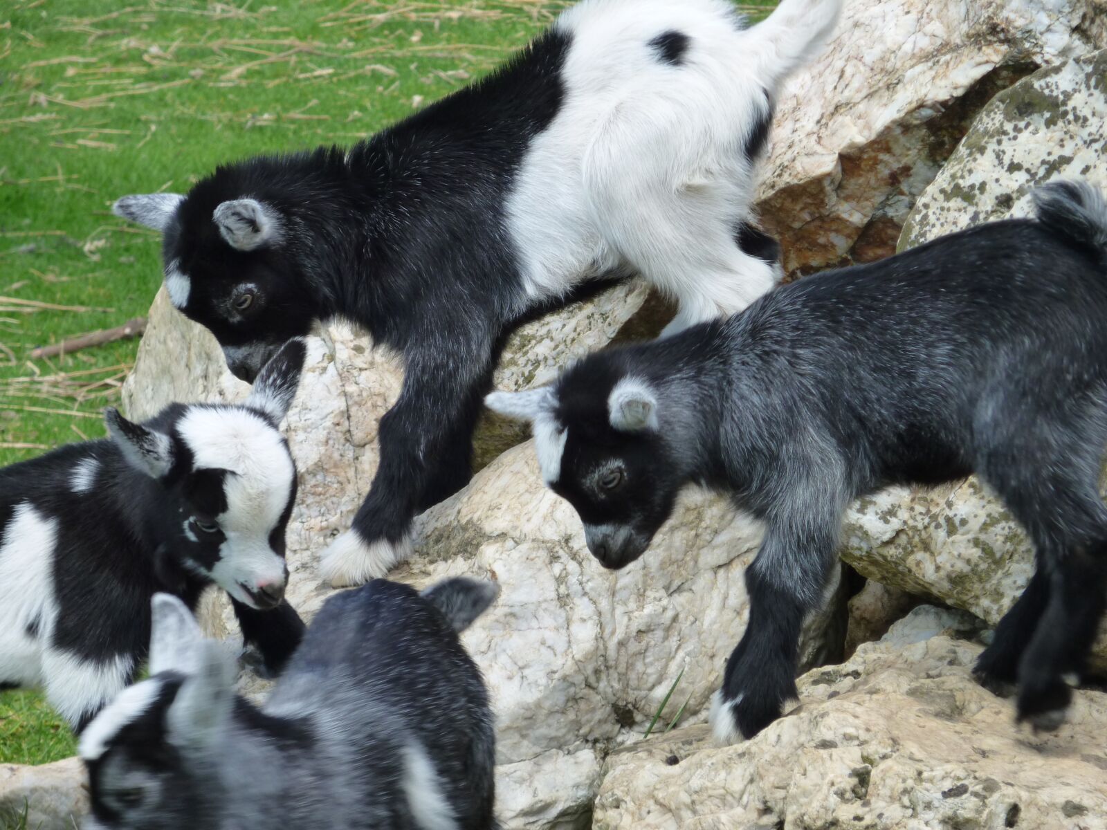 Panasonic DMC-ZX1 sample photo. Kid goats, goats, kid photography