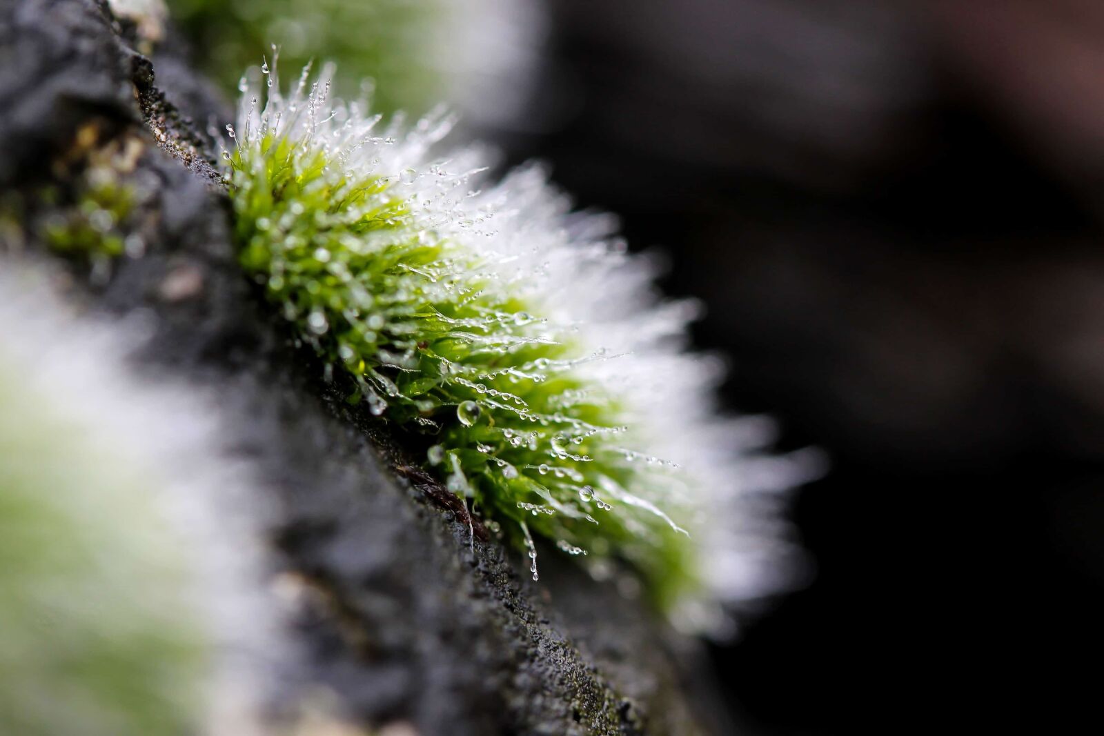 Canon EOS 1100D (EOS Rebel T3 / EOS Kiss X50) sample photo. Grass, water, droplet, wet photography