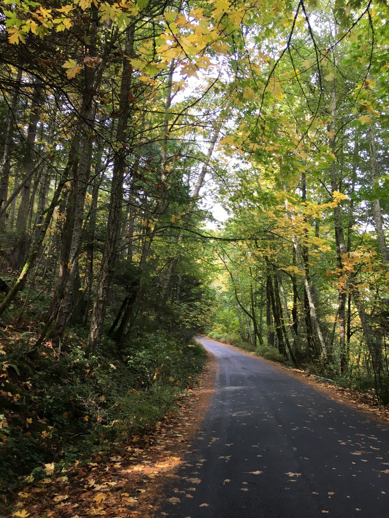 Apple iPhone 6s sample photo. Road, path, forest photography