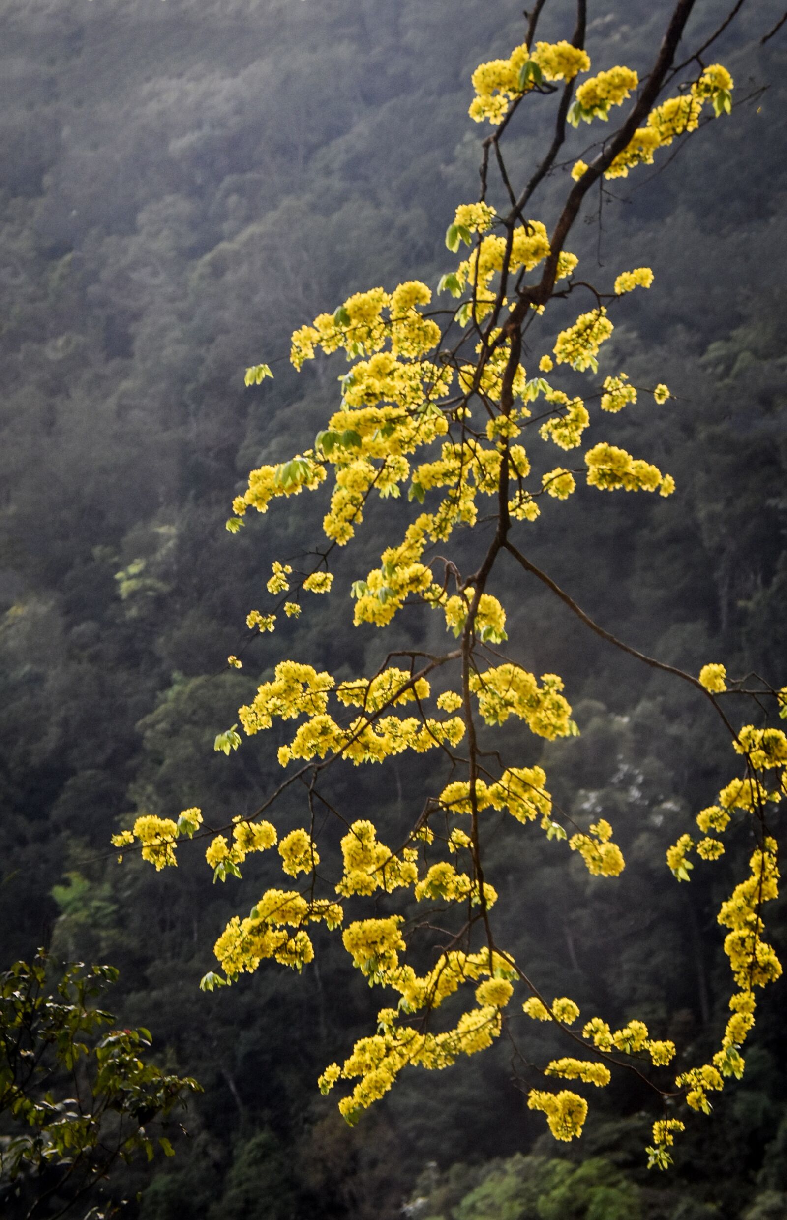 Nikon D7200 sample photo. Yellow apricot blossom, yellow photography