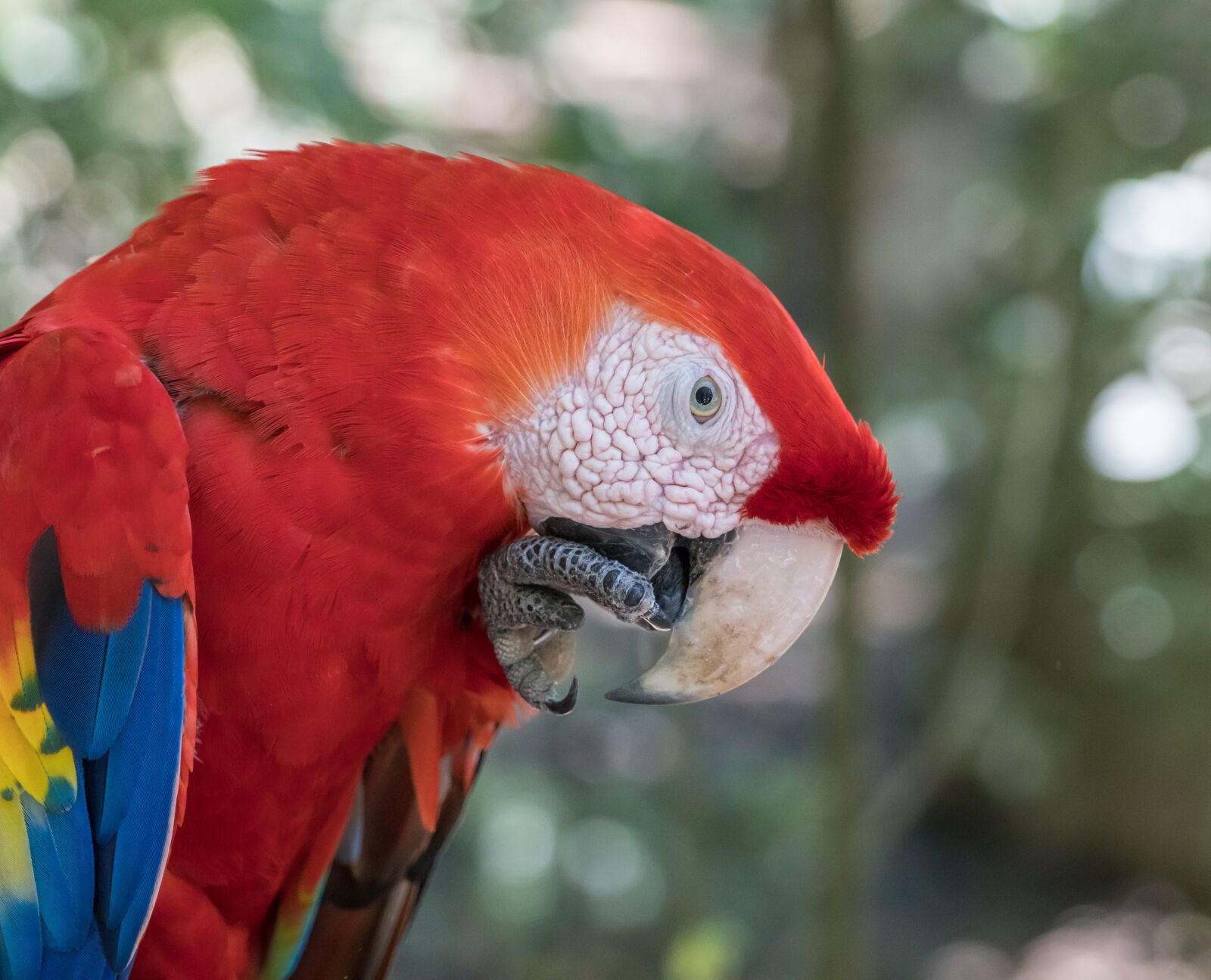 Sony a7R II + Sony FE 24-240mm F3.5-6.3 OSS sample photo. Macaw, parrot, eating photography