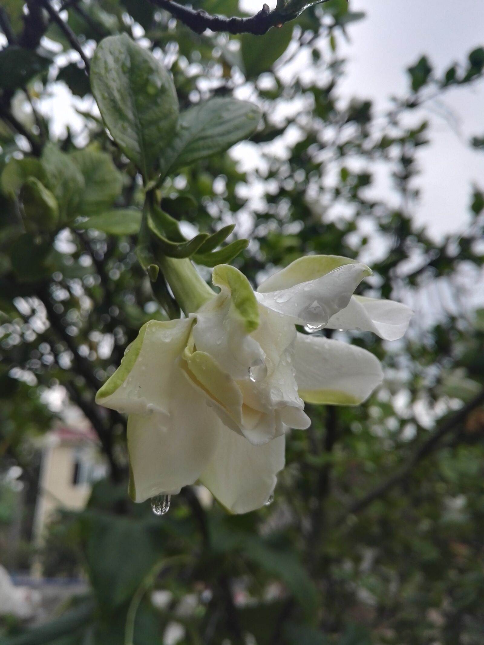 HUAWEI Honor 7 sample photo. Gardenia, rain, white photography