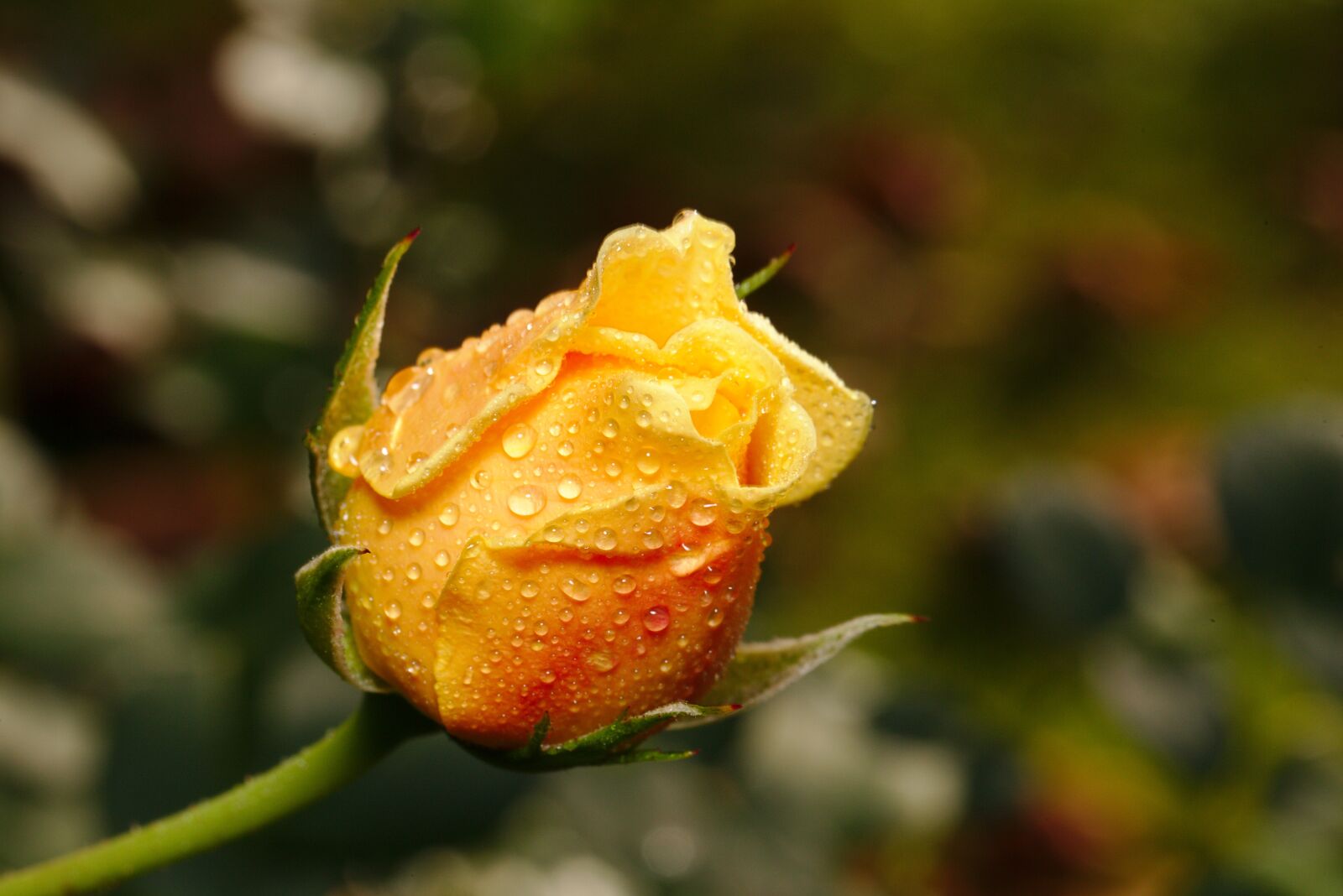 Canon EF 100mm F2.8L Macro IS USM sample photo. Rose, yellow, blossom photography