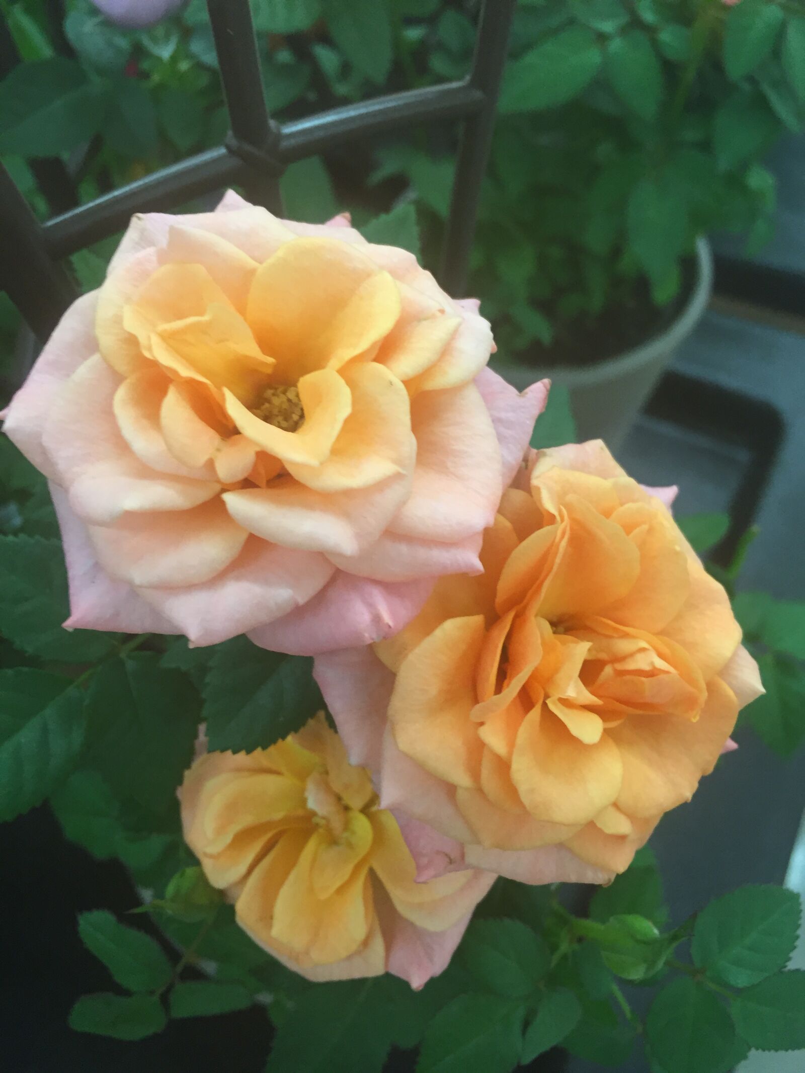 iPhone 6 back camera 4.15mm f/2.2 sample photo. Rose, roses, flower photography