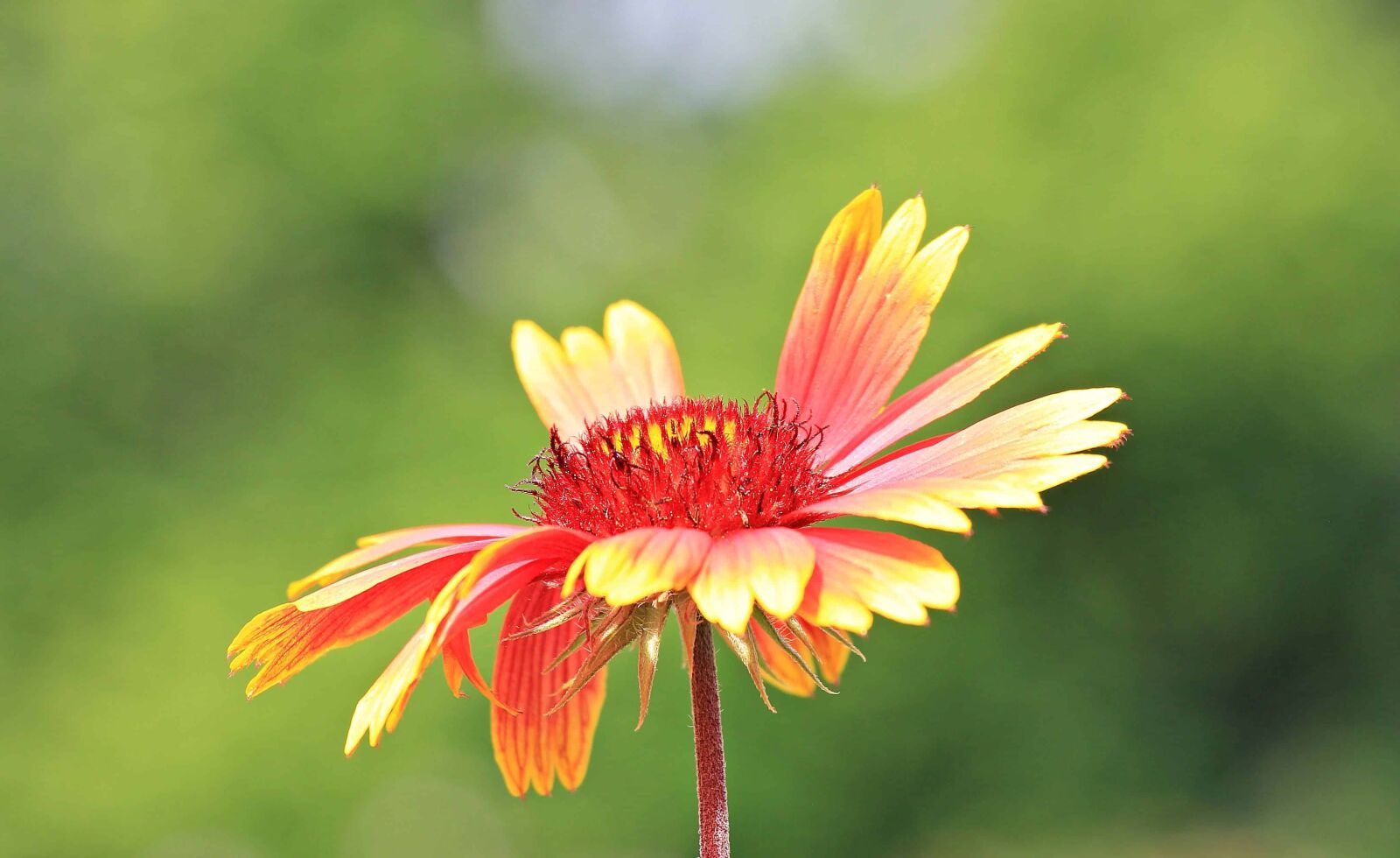 Canon EOS 550D (EOS Rebel T2i / EOS Kiss X4) sample photo. Flower, outdoor, horticulture, daylight photography