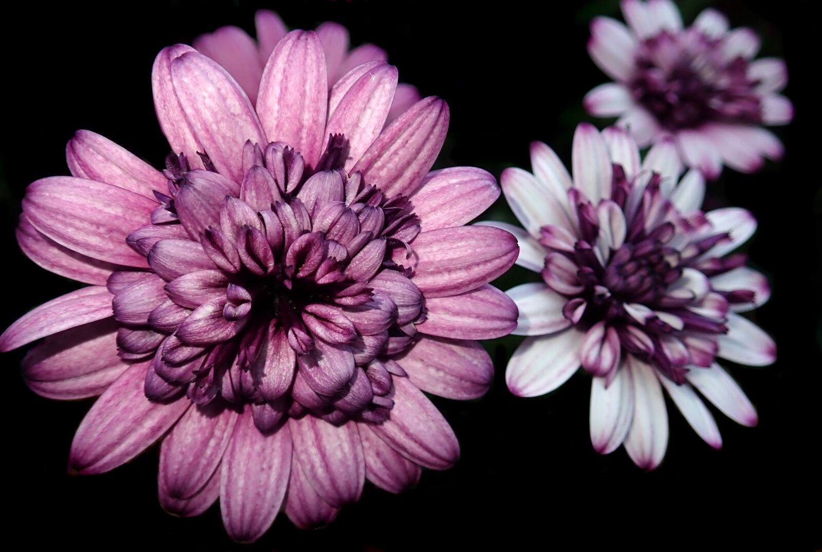 Olympus TG-5 sample photo. Daisies, african, flowers photography