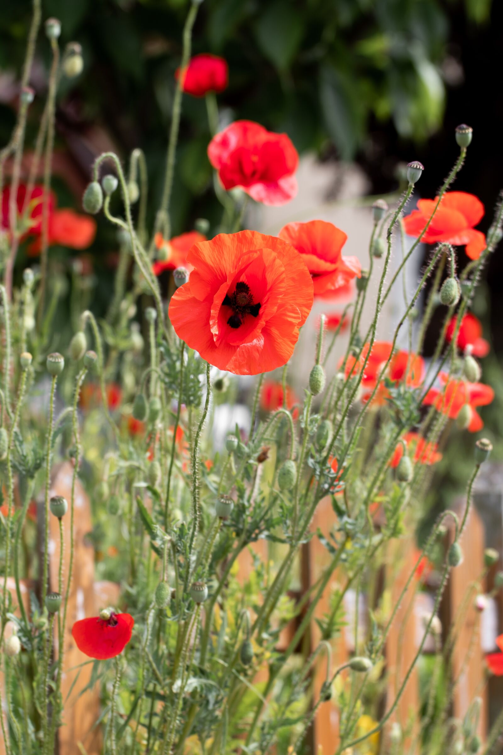 Canon EOS 1300D (EOS Rebel T6 / EOS Kiss X80) + Canon EF 70-200mm F4L USM sample photo. Poppy, red flowers, sunshine photography